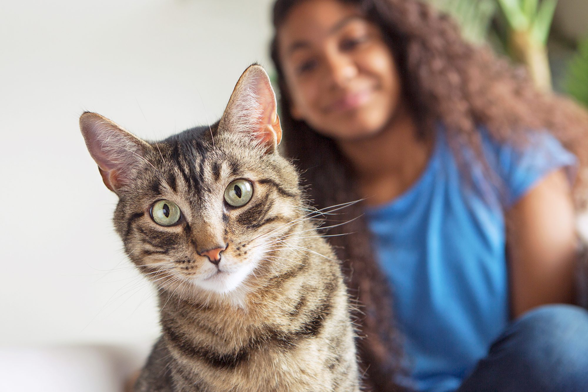 Unveiling the Benefits of CBD Oil for Managing Your Cat's Skin Conditions