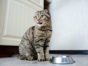 Unveiling the Benefits of CBD Oil for Managing Your Cat’s Skin Conditions