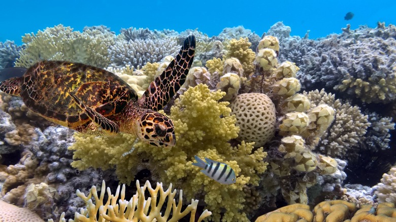 Coral Reef Loss: Compounding Environmental and Economical Challenges Worldwide