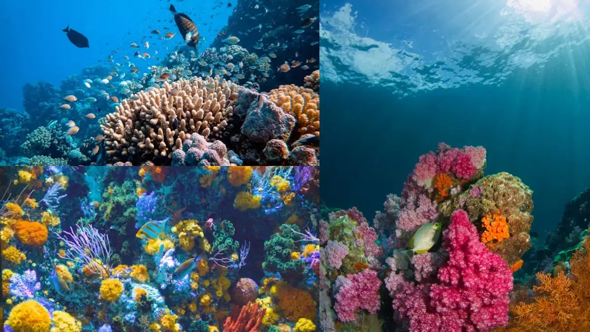coral reef's loss has real impact